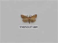 藏品(螟蛾265)的圖片